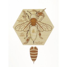 Stuka Puka Puzzle en Bois L'anatomie de l'abeille - Stuka Puka