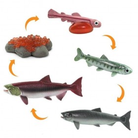 Le cycle de Vie du poisson Le Saumon - Safari Ltd