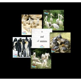 Set de 40 cartes d'apprentissage Les Groupes d'animaux en Anglais - Teddo Play