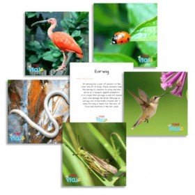 Set de 40 cartes d'apprentissages sur les Insectes et animaux en Anglais - Teddo Play