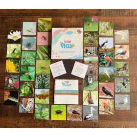 Set de 40 cartes d'apprentissages sur les Insectes et animaux en Anglais - Teddo Play